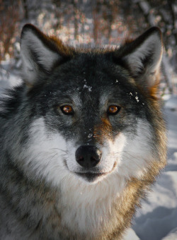 vainajala:  Wolves in Norway (by fliptopheed)