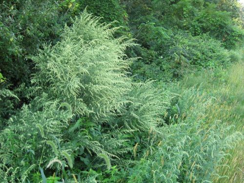 Mugwort in bloom along the roadside.