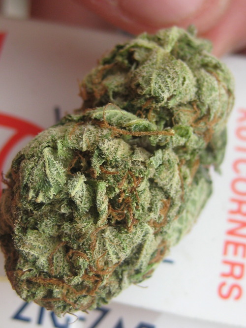 uplvndz:  Toronto Herb 
