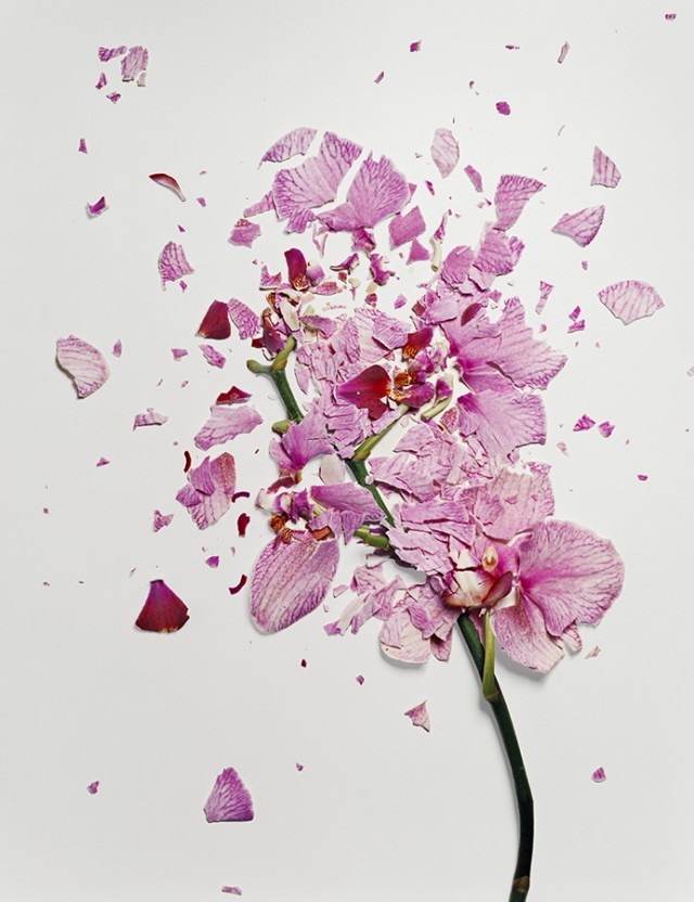 miregis:  Flowers soaked in liquid nitrogen and shattered on impact by Jon Shireman