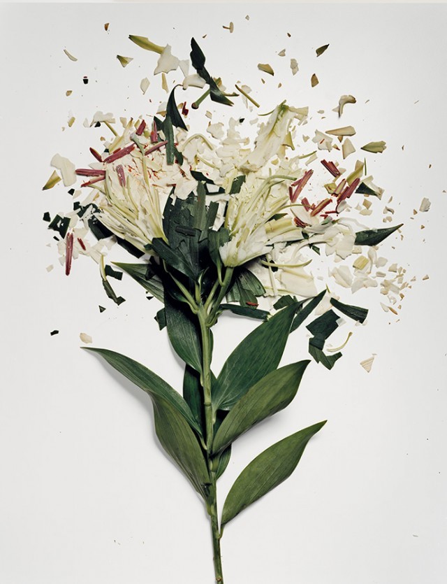 miregis:  Flowers soaked in liquid nitrogen and shattered on impact by Jon Shireman