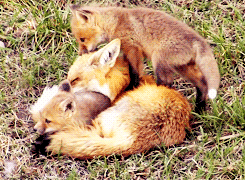 disgustinganimals:  neolutionist:   Fox kits annoying their mother.   Fox mother