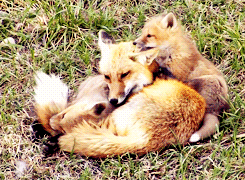 disgustinganimals:  neolutionist:   Fox kits annoying their mother.   Fox mother