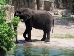 tribalgardens:  exotic-elephant-s:  aloasis: