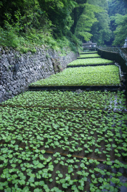 isaykonnichiwa:   amagi wasabi farm by Viaje
