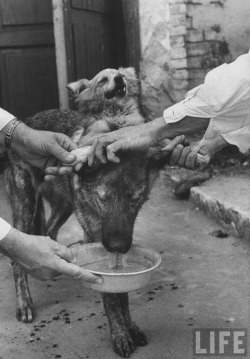 cautioncat:  sirkowski:  cautioncat:  sirkowski:  fuldagap:  Canine head transplant performed by Vladimir Demikhov in 1959.   o_O  Wow, this is honestly kind of sickening.  It is. But reading about this, it wasn’t done for shits and giggles. It actually