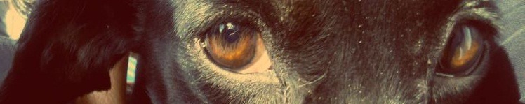 todisappe4r:  fantasmas-equivocad0s:  nada más verdadero que la mirada tierna e