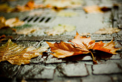 dreamsinthyme:  Death of a “Leaf”   And she fell to the ground like Autumn leaf so dead, Such is my life and the way i feel now,  Then the rains covered her like so many tears she has shed. Being too this or that, too real, too me, that is the death