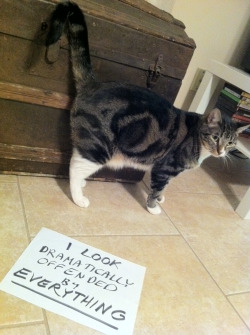 catshaming:  This is Tojo. Tojo is the sort