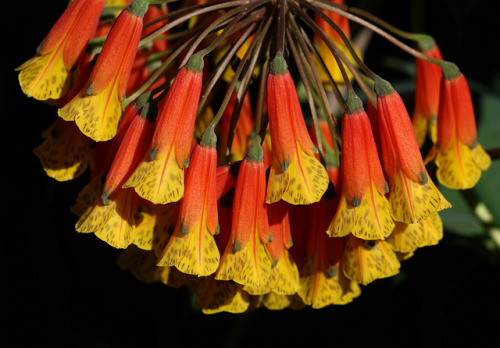 Bomarea &lsquo;Fiesta&rsquo; is blooming now in our front garden.  In order to ascertain how it shou