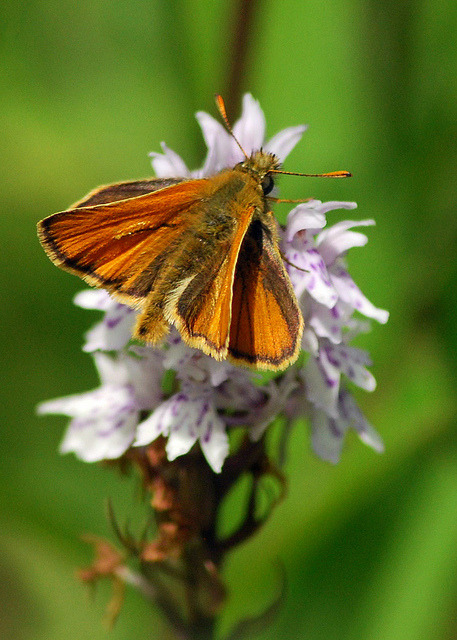 Small Skipper On Common Spotted Orchid on Flickr.