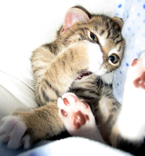 cutest-cats:  Fluffy the UNfluffy my little abandoned feral kitten I raised since 2 weeks old