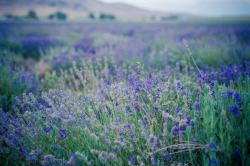 xantheose:  lavender at dusk (by raspberrytart) 