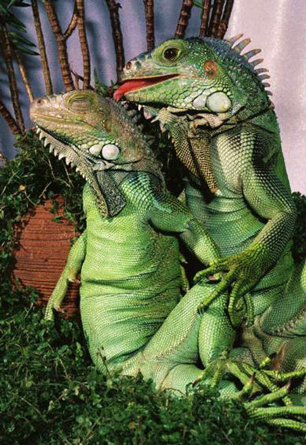 virginholes:  i want a relationship like this 