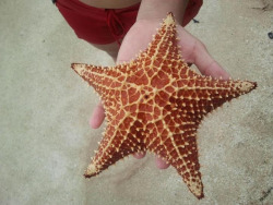 nedson69:  Starfish. Culebra PR.