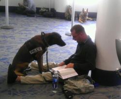 nelsoncarpenter:  Tonight Charlotte’s airport was full of law enforcement teams returning to their home cities with their dogs. This cop was quietly reading out loud to his dog, who pretended to be fascinated by the Navy SEAL alleged Bin Laden raid