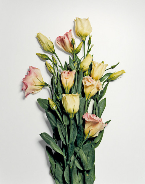 Flowers dipped in liquid nitrogen and then smashed.