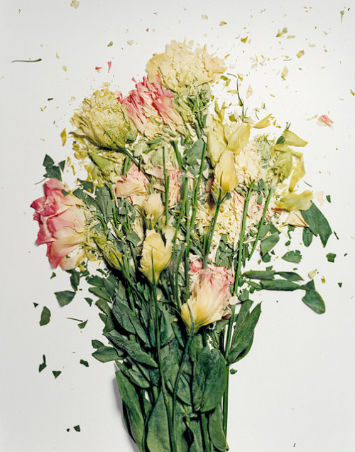 moonbrains: Flowers dipped in liquid nitrogen and then smashed. 