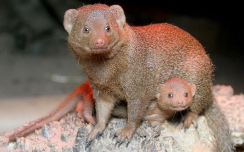 Dwarf mongoose mother Elvina cares for one of her three new-born kits at Edinburgh Zoo. Picture: Katie Paton/Edinburgh Zoo/PA