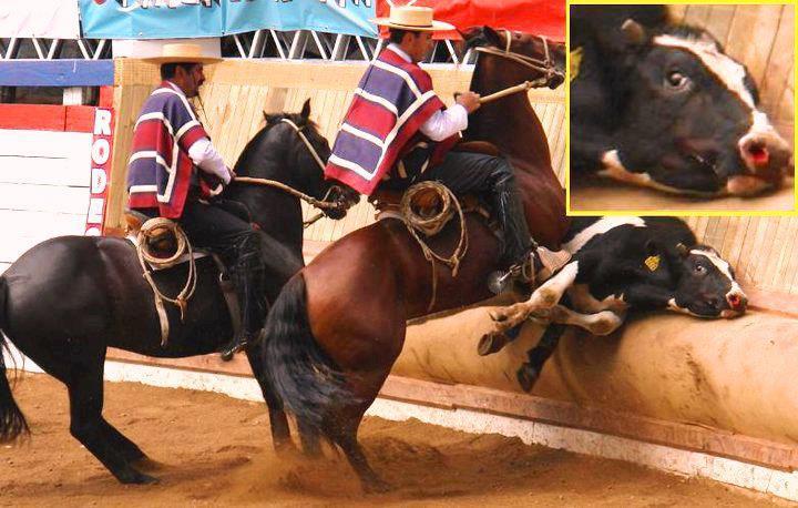 soy-una-malota:  ¿Cultura chilena? ¿Tradición patria? ¿Deporte? ¡MENTIRA!. El