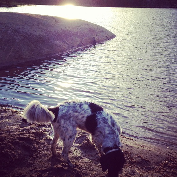 På promenix med Dylan! #dog #beautiful #sunset #flatcoatedretriever #flatcoated #retriever #englishsetter #setter #english #wilmaeldered #chaniwima #swedishgirl #girl #with #doglove #beauty #beach (Taken with Instagram)