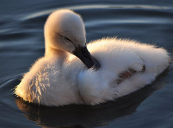 anythingavian:  Baby_Swan2 by *Connyjunkie 