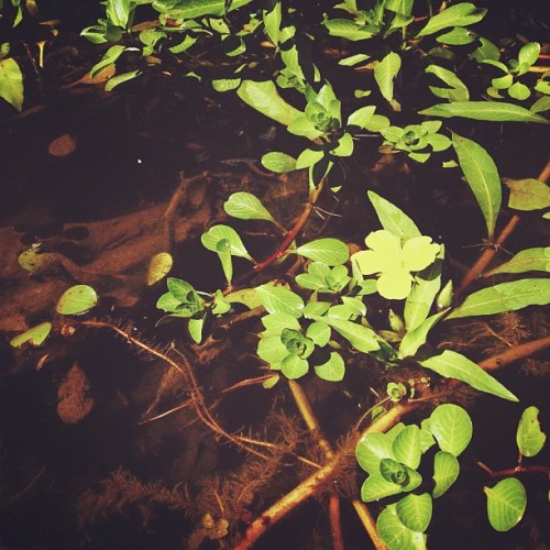 Plants on the Russian River! (Taken with Instagram)