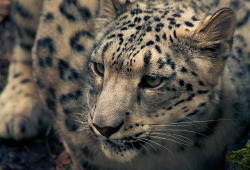 wild-earth:  Snow Leopard