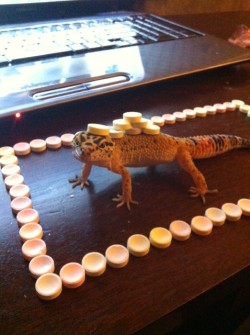 heyclock:  heyclock:  sometimes i like to put candy on my gecko and then he hates me   FOR REVENGE HE’S STANDING ON MY TOUCH PAD AND WON’T LET ME BROWSE TUMBLR DSIFOSDGPDFGK 