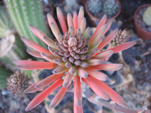 Porn photo flora-file:  Aloe saponaria flor (by bramwellii)
