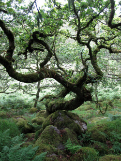 enchantedengland:     Wistmans Wood in the ancient high-level woodlands of Dartmoor in Devon, south west England, is one of three remote copses of stunted oaks and I LOVE THESE STUNTED OAKS. The name probably derives from Wisht-man’s wood,