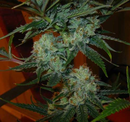 kushandgreentea:  Super Lemon Haze 