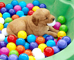 mermaidchan05:  thefingerfuckingfemalefury:  There is a puppy playing in a ball pit You all need this on your dash :D  EVERYONE needs a puppy playing in a ball pit on their dash.  