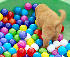puppy in a ball pit. too cute
