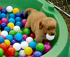 fuck-kirk:sunsdown:THIS IS SO CUTE OH MY GOSH IT’S SO HAPPY AND THERE ARE SO MANY BALLS TO CHOOSE FR