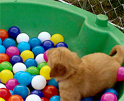 mermaidchan05:  thefingerfuckingfemalefury:  There is a puppy playing in a ball pit You all need this on your dash :D  EVERYONE needs a puppy playing in a ball pit on their dash.  