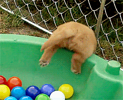 puppy in a ball pit. too cute