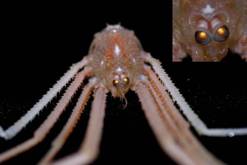 What good is color vision in the dark of the deep sea? For some crabs, an ability to see blue and ul