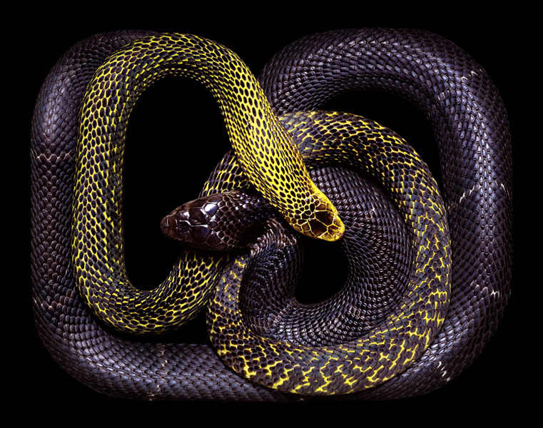 ssecarthepython:  adrifts:  If you are terrified of snakes then I suppose this beautiful
