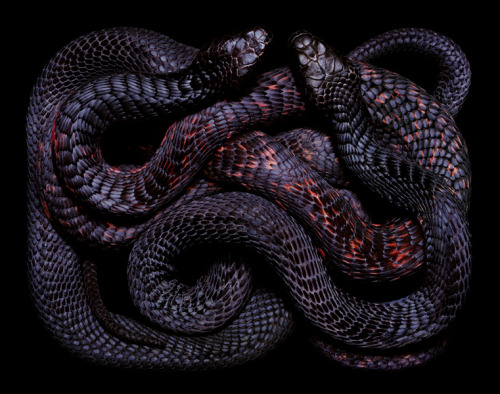 ssecarthepython:  adrifts:  If you are terrified of snakes then I suppose this beautiful Serpents series by Paris based artist Guido Mocafico isn’t really your cup of tea.    Gimme….all….da….COILSSSS!