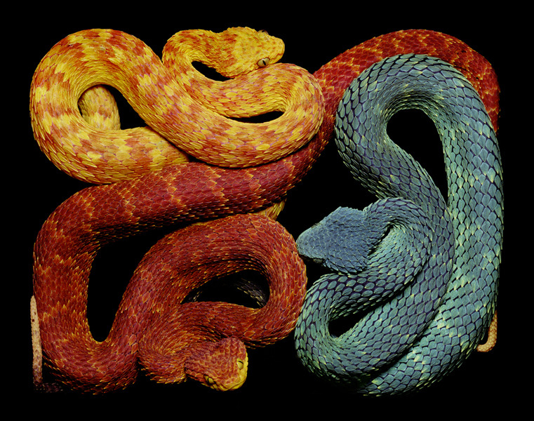 ssecarthepython:  adrifts:  If you are terrified of snakes then I suppose this beautiful