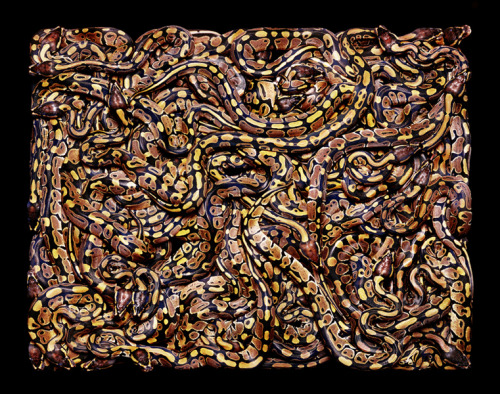 ssecarthepython:  adrifts:  If you are terrified of snakes then I suppose this beautiful Serpents series by Paris based artist Guido Mocafico isn’t really your cup of tea.    Gimme….all….da….COILSSSS!