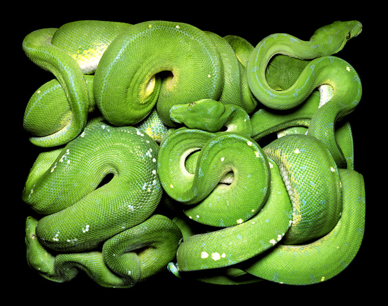 ssecarthepython:  adrifts:  If you are terrified of snakes then I suppose this beautiful