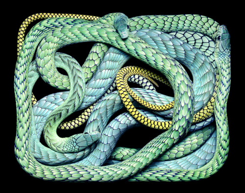 ssecarthepython:  adrifts:  If you are terrified of snakes then I suppose this beautiful Serpents series by Paris based artist Guido Mocafico isn’t really your cup of tea.    Gimme….all….da….COILSSSS!