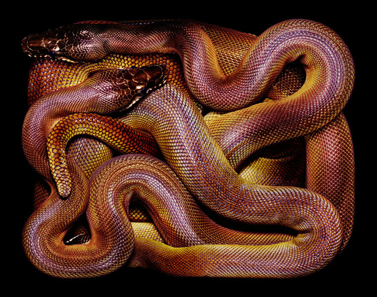 ssecarthepython:  adrifts:  If you are terrified of snakes then I suppose this beautiful