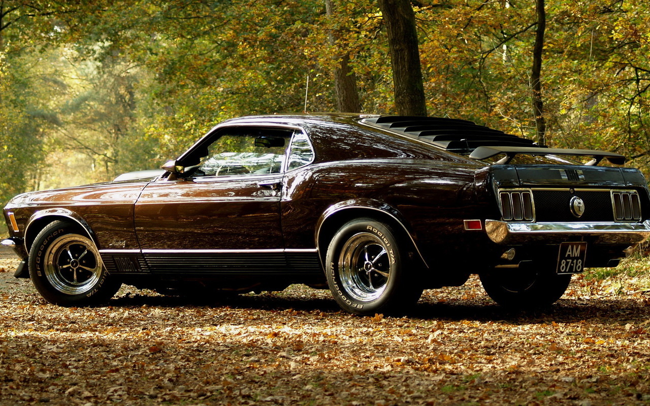 Ford Mustangs