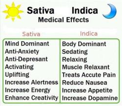 welovetheherb:  Sativa and Indica Medical