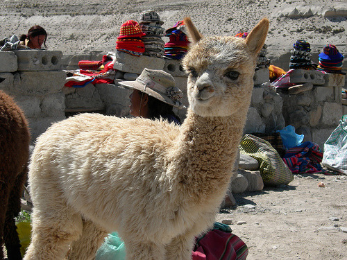 m1llenium:wreck-thisurl:stripperrs:g-l0rious:adv-rsity:okay.to much drama for this llamaSuch a drama