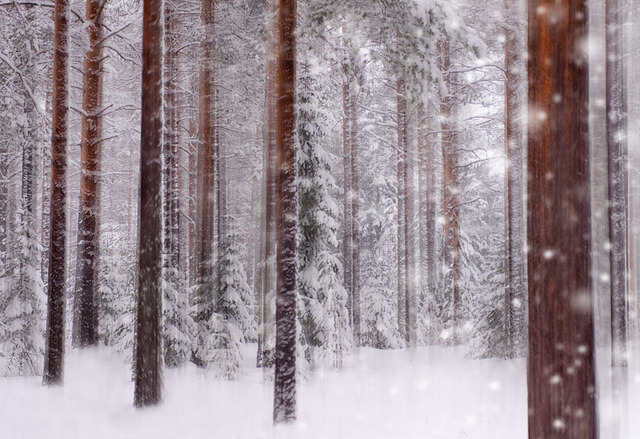 c1tylight5:  Snow forest by natans on Flickr.  #ilovesnow