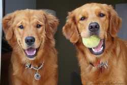 ihavelotsofdogs:  Dax and Luna by Deniseop